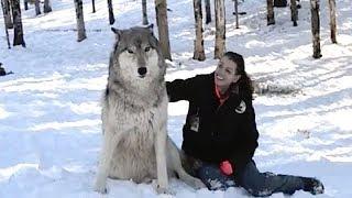 WOLF APPROACHES WOMAN IN THE WOODS AND SITS DOWN BUT WATCH HIS NEXT MOVE