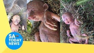 Pig gives Birth to a baby boy Human Like Creature   Pictures