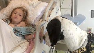GIANT DOG APPROACHES LITTLE GIRL IN HOSPITAL BED NOW KEEP YOUR EYE ON HIS BACK