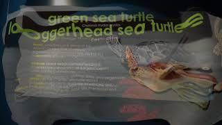 SeaWorld San Diego Turtle Reef Photo Collection 20 June 2018