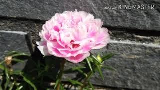????????Photo collection of flower????????????????