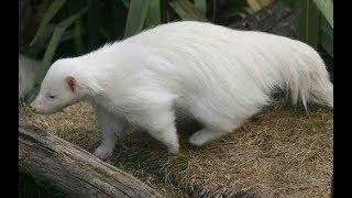 Rarest Albino Creatures In Nature World - Breathtaking Photo Collection
