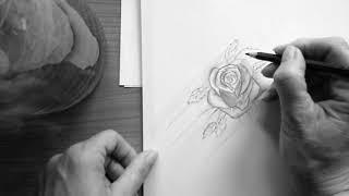 Bleistiftzeichnung * Rose* Freehand * Speed drawing