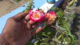 Rose flower photo collection | Photo Collection