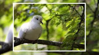 Photo Collection l Wildlife l Photography l Slide Show