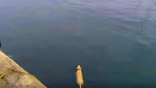 The dog disappears for hours each day then he jumps into the water and reveals his secret